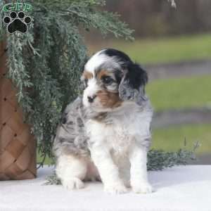 Carter, Cavapoo Puppy